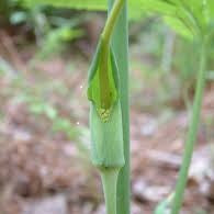 Arisaema dracontium