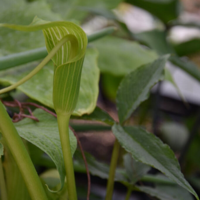 Arisaema intermedium