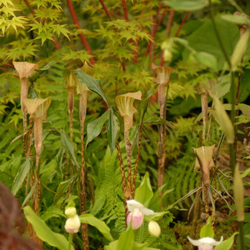 Arisaema nepenthoides