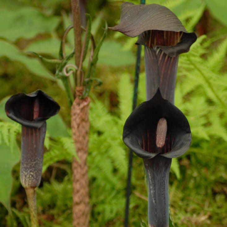 Buy Arisaema serratum var. mayebarae Tubers online