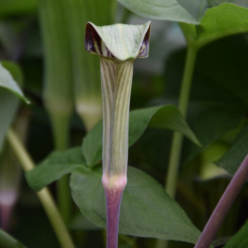 Arisaema triphyllum