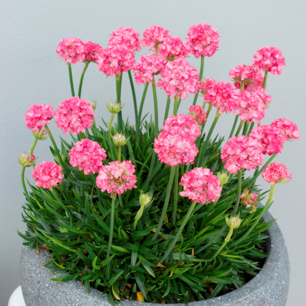 Armeria pseudarmeria 'Dreamland' (Dreameria Series)