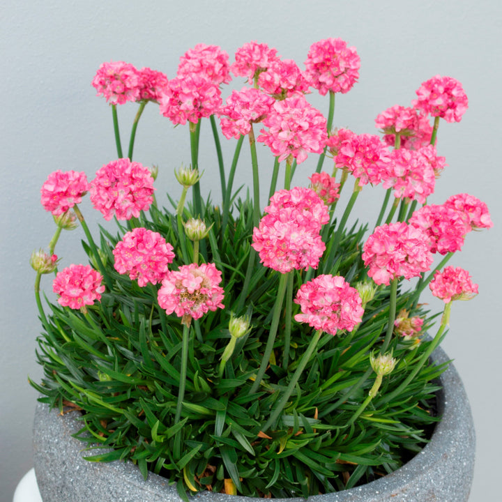 Armeria pseudarmeria 'Dreamland' (Dreameria Series)