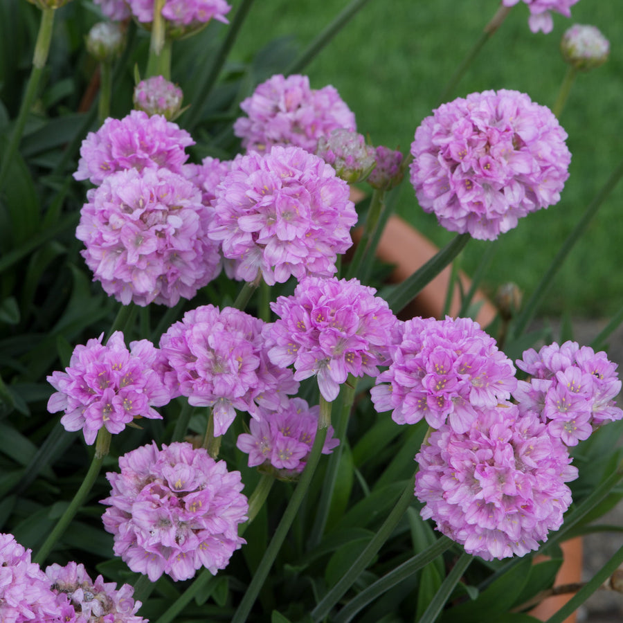 Armeria pseudarmeria 'Sweet Dreams' (Dreameria Series)