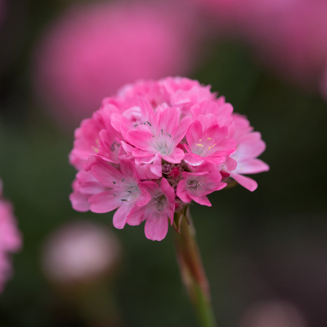 Armeria pseudarmeria 'Dreamland' (Dreameria Series)