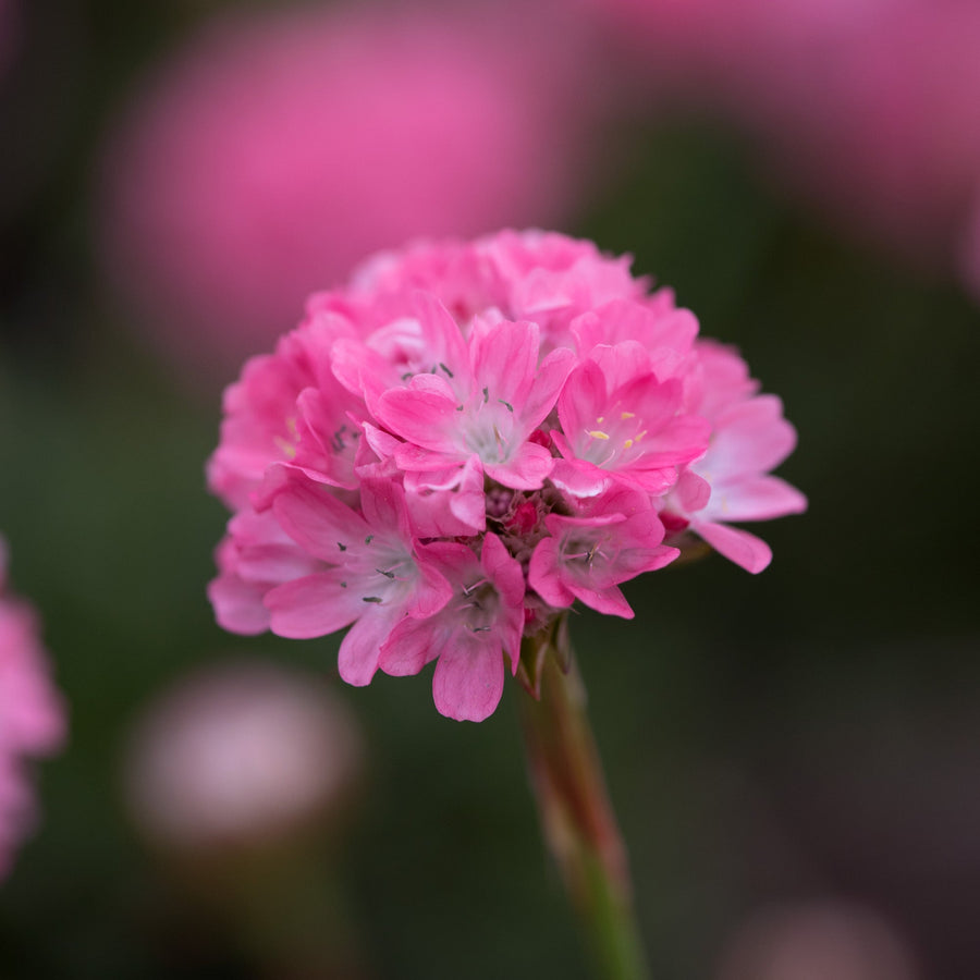 Armeria pseudarmeria 'Dreamland' (Dreameria Series)