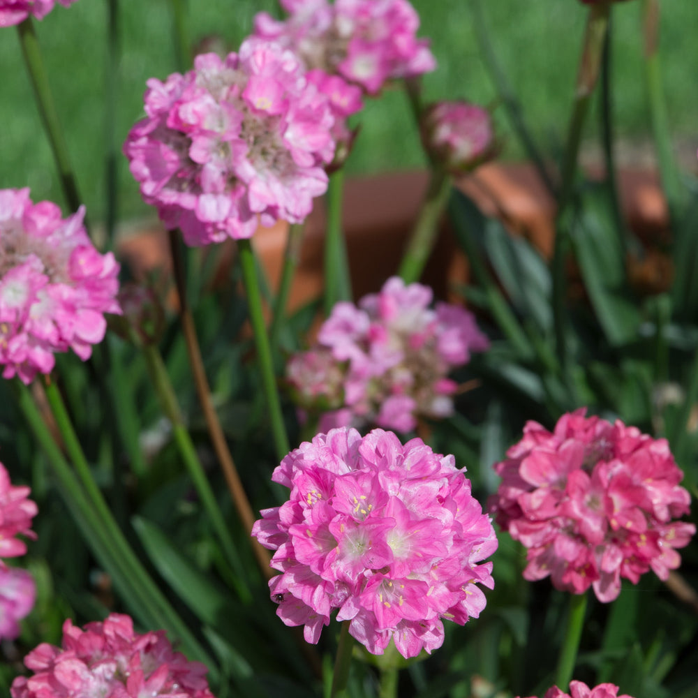 Armeria pseudarmeria 'Dreamland' (Dreameria Series)