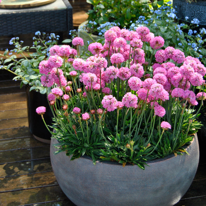 Armeria pseudarmeria 'Dreamland' (Dreameria Series)