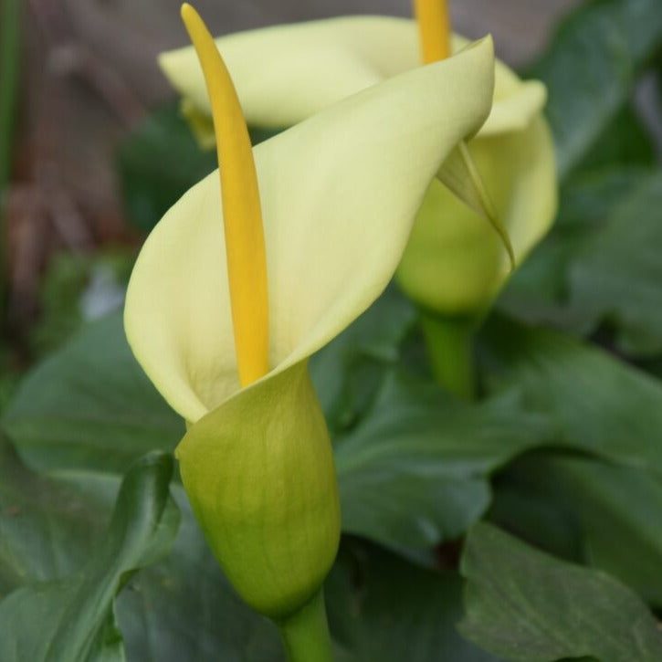 Arum creticum