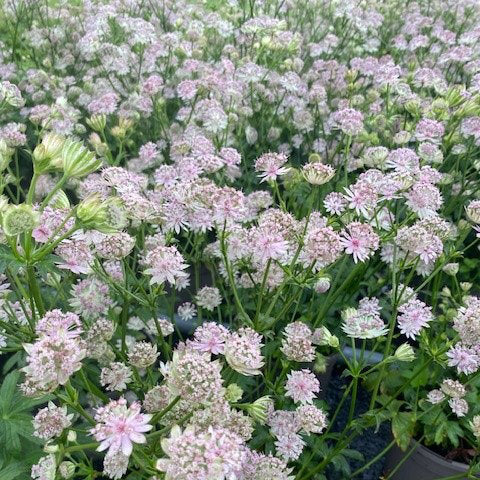 Astrantia 'Buckland'