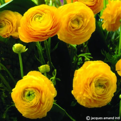 Ranunculus 'Aviv Yellow'