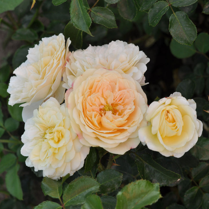 Rosa 'Lemon' (Art Vaza Collection)