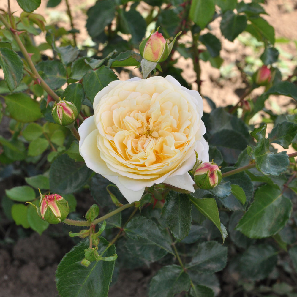 Rosa 'Lemon' (Art Vaza Collection)