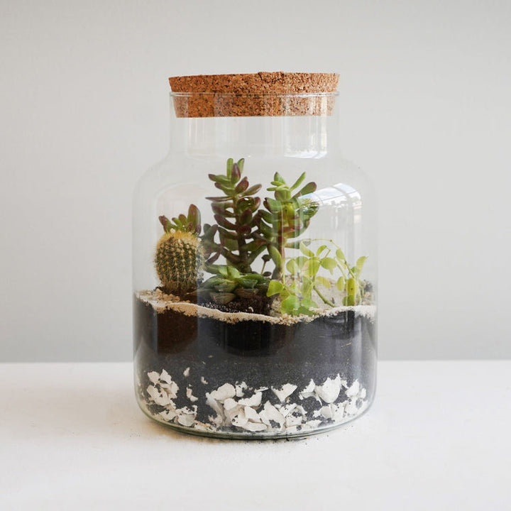 Ivyline Bottle Shape Terrarium DIY Kit