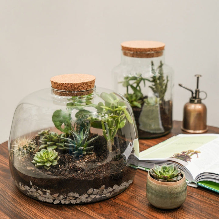Ivyline Bottle Shape Terrarium DIY Kit