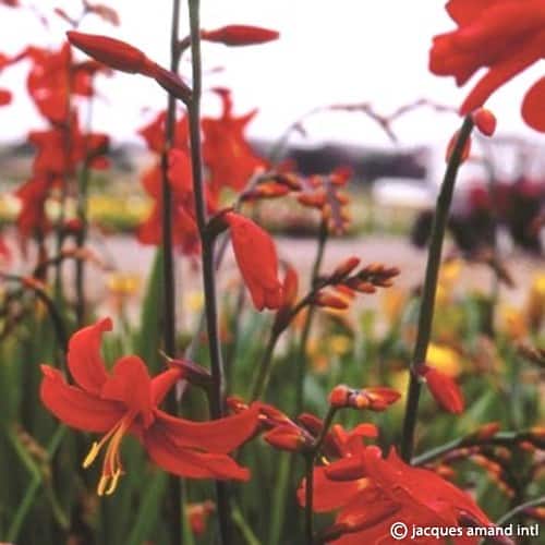 Crocosmia 'Babylon'