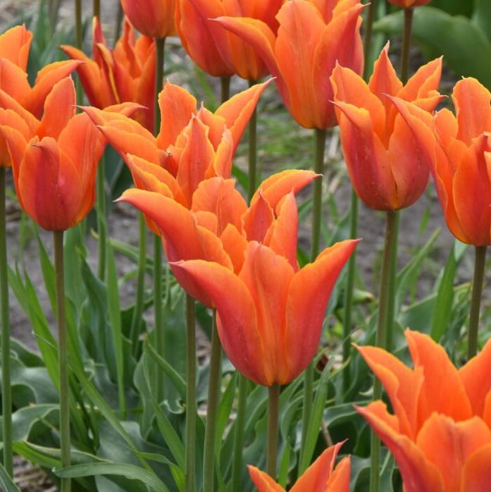 Tulip 'Ballerina'