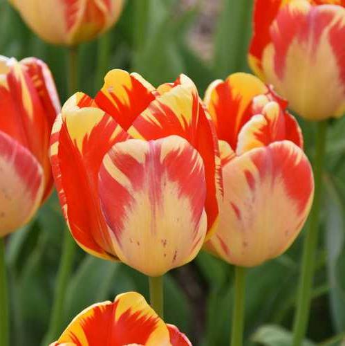 Tulip 'Banja Luka'