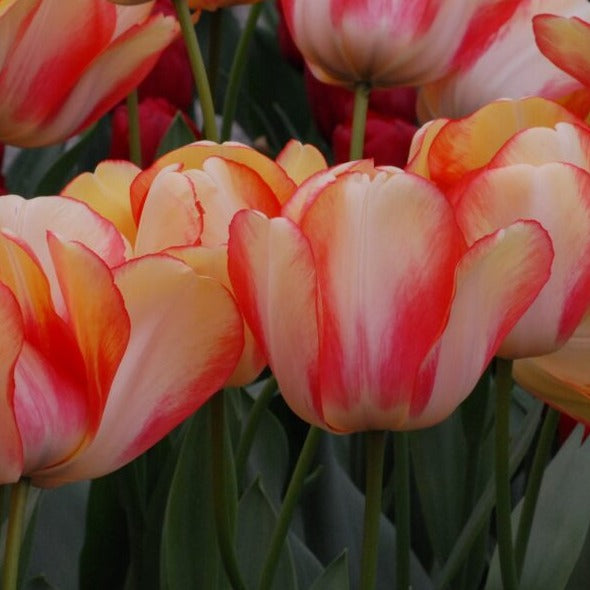 Tulip 'Beauty of Spring'