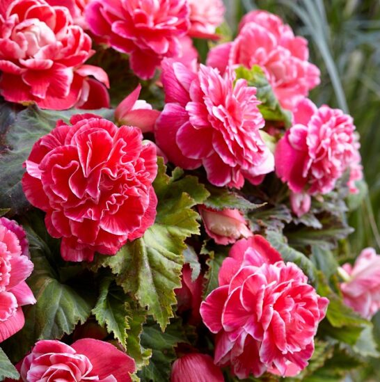 Buy Begonia x tuberhybrida 'Camelia' Tubers online