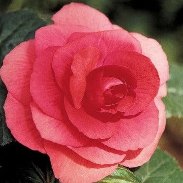 Begonia 'Double Pink'