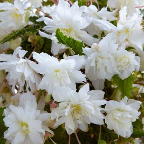 Begonia 'Pendula White'