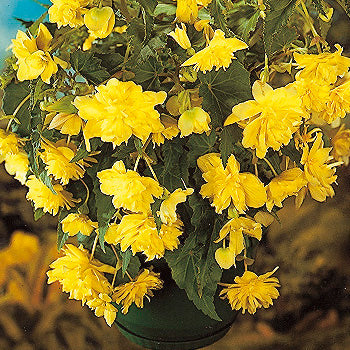 Begonia 'Pendula Yellow'