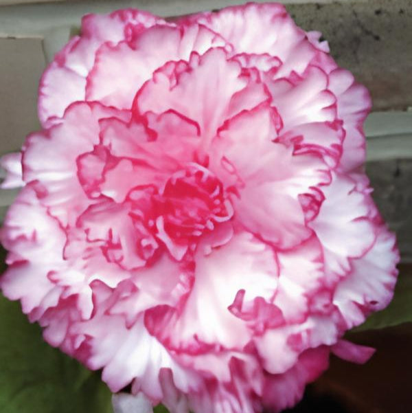 Begonia 'Picotee White/Red' Bulbs