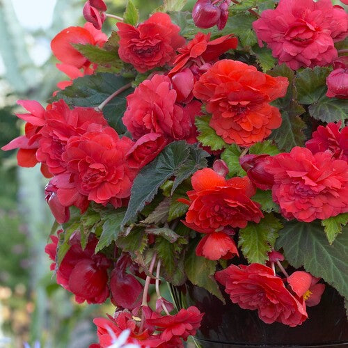 Begonia odorata 'Red Glory' Bulbs