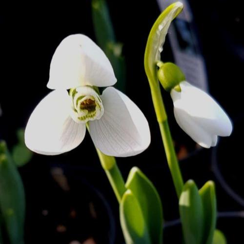 Galanthus 'Beluga'