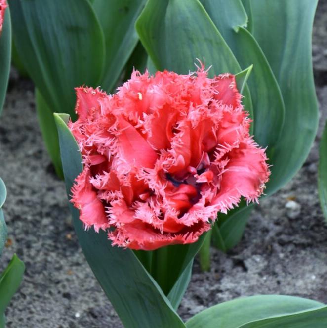 Tulip 'Bendigo'