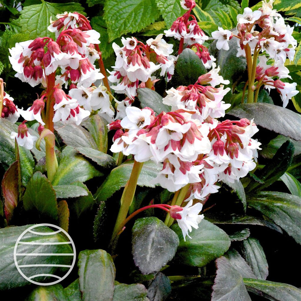 Bergenia 'Fire & Ice'