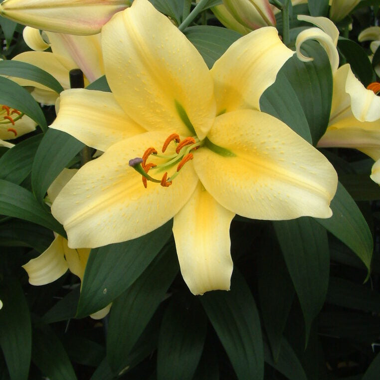 Buy Lilium 'Honeymoon' Bulbs online