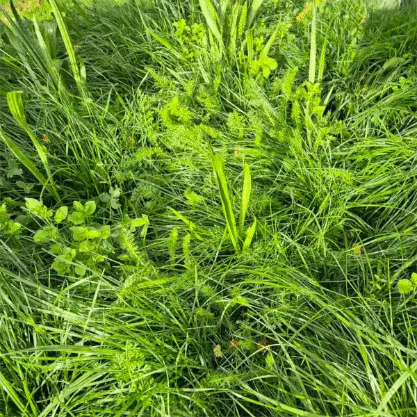 BioScapes Biodiverse Turf