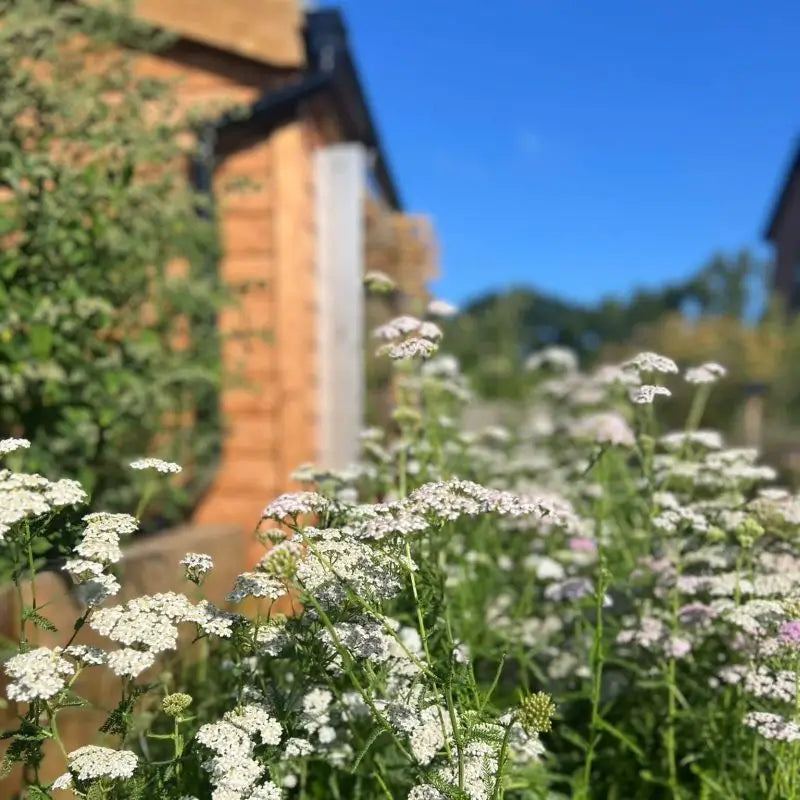 BioScapes Biodiverse Turf