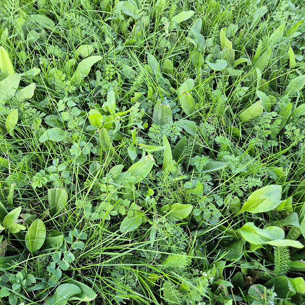 BioScapes Biodiverse Turf