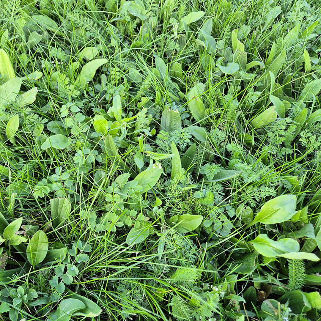 BioScapes Biodiverse Turf