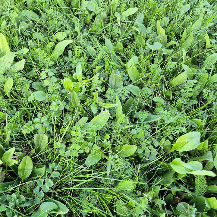 BioScapes Biodiverse Turf