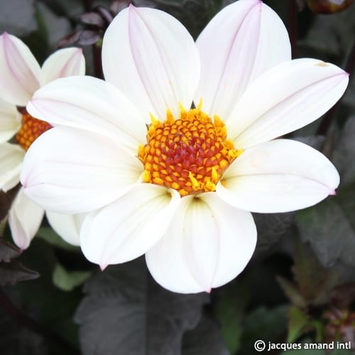 Dahlia 'Bishop of Dover'