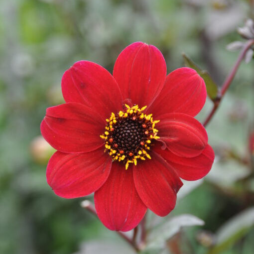 Dahlia 'Bishop of Auckland'