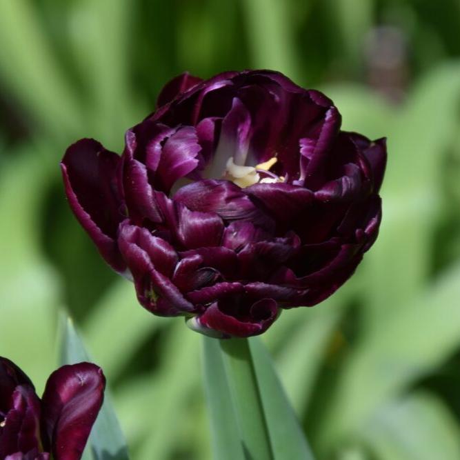 Tulip 'Black Canyon'