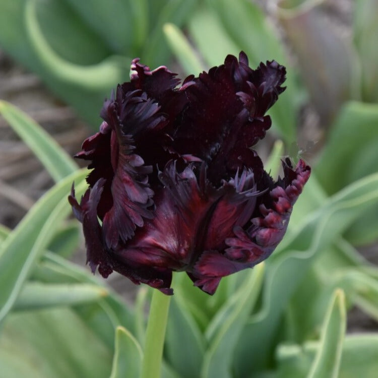 Tulip 'Black Parrot'