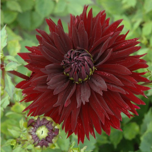 Dahlia 'Black Touch'