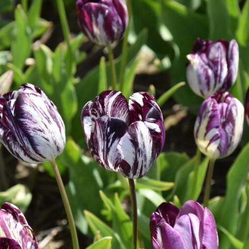 Tulip 'Black and White'