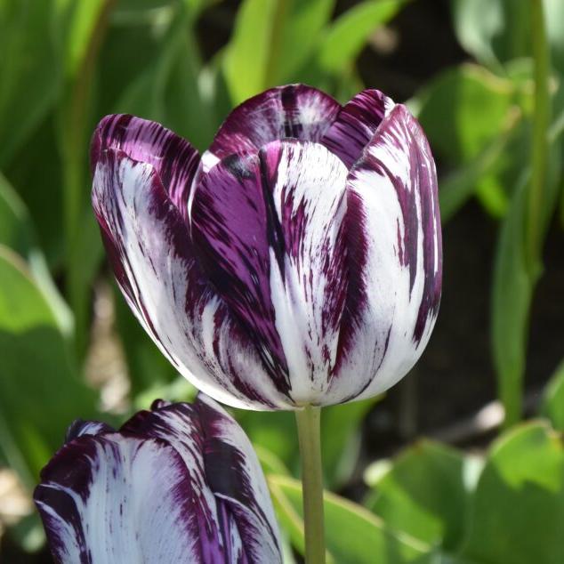 Tulip 'Black and White'