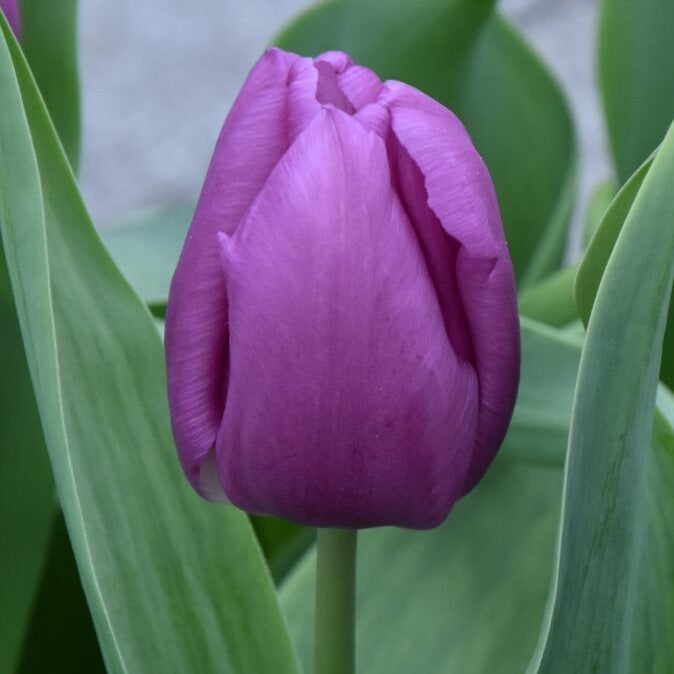 Tulip 'Blue Beauty'