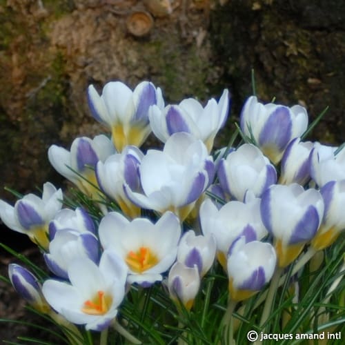 Crocus 'Blue Bird' Corms