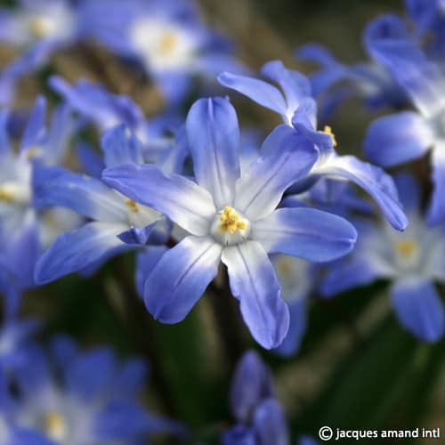 Chionodoxa forbesii Blue Giant