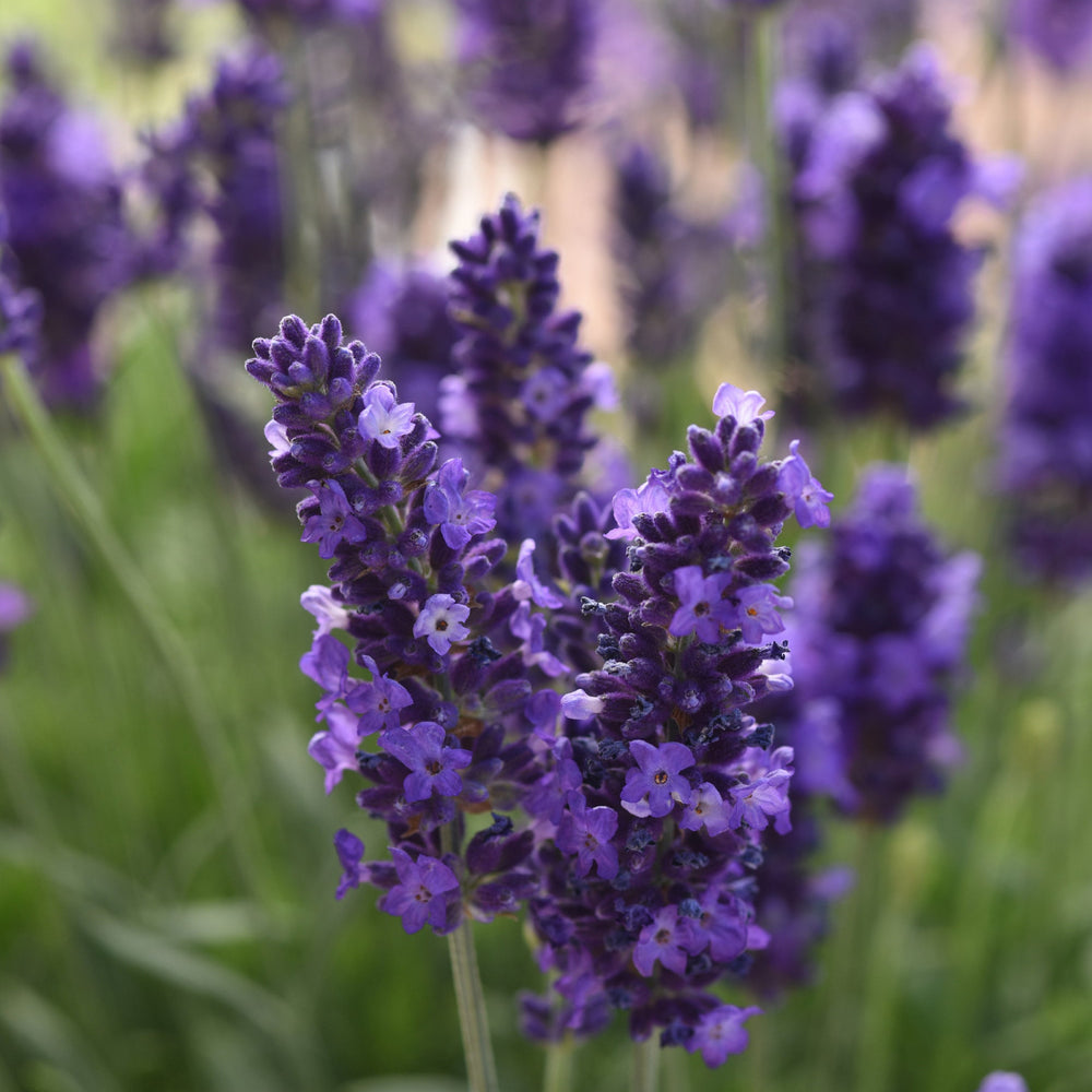 Lavandula angustifolia 'Blue Spear'