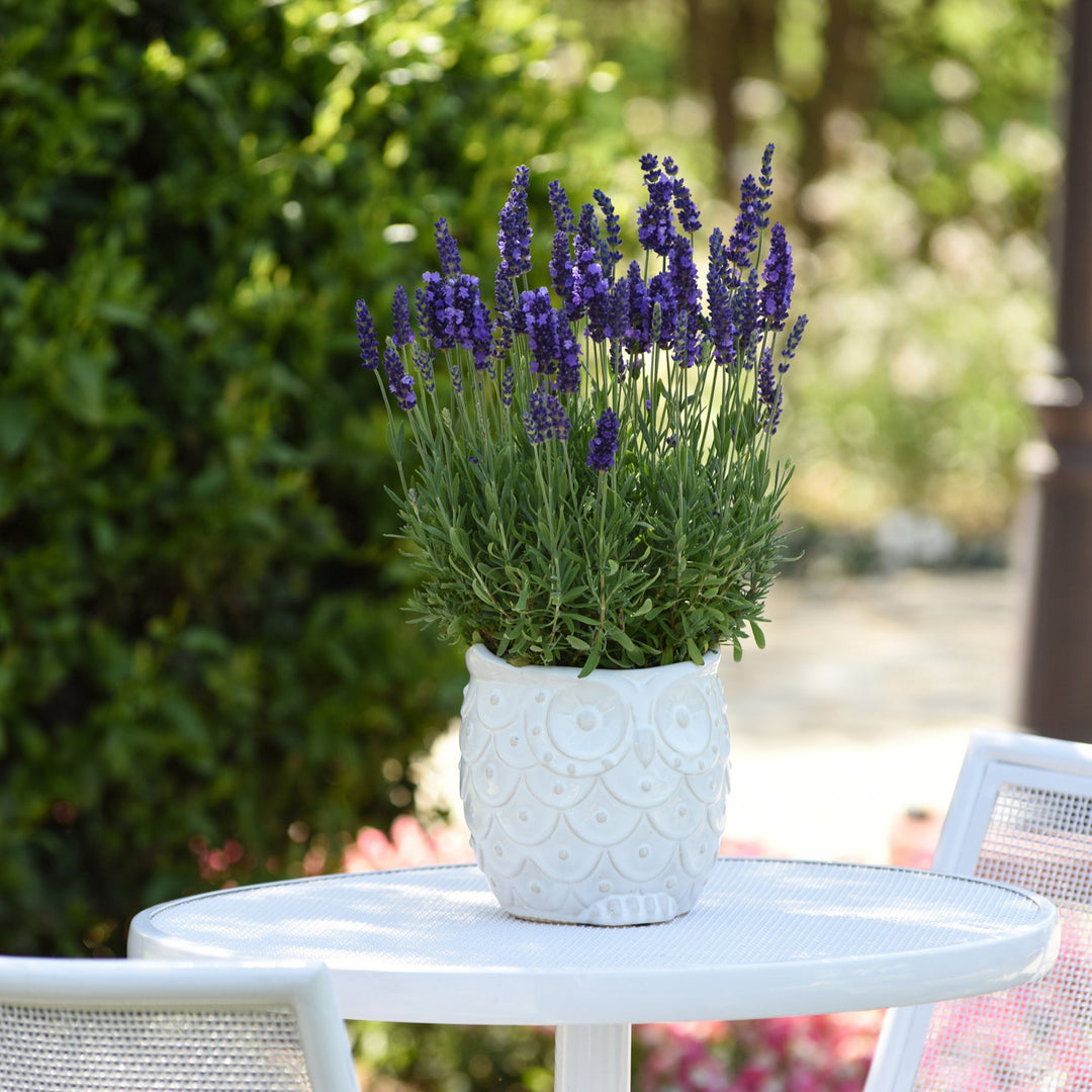 Lavandula angustifolia 'Blue Spear'